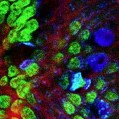 熒光濾光片里面說的熒光是什么光？